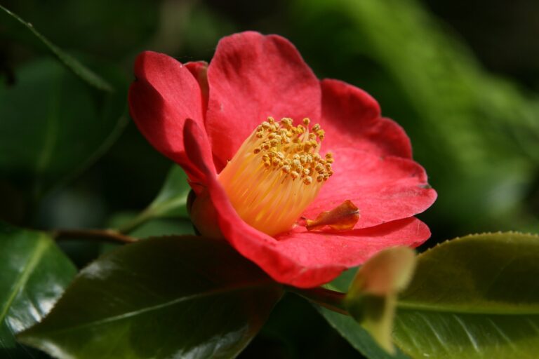 camellia-gb988f7f60_1280