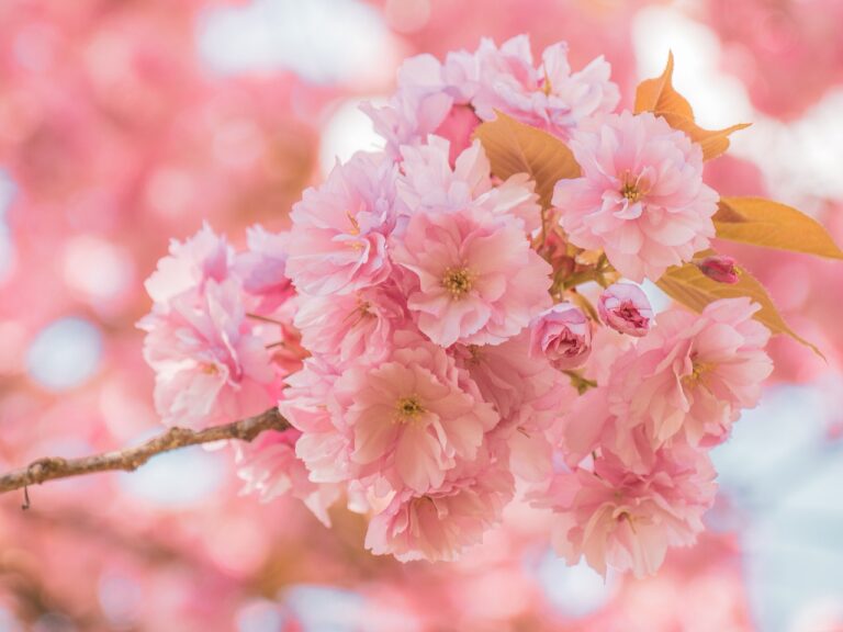 cherry-blossoms-g7ed72708d_1280