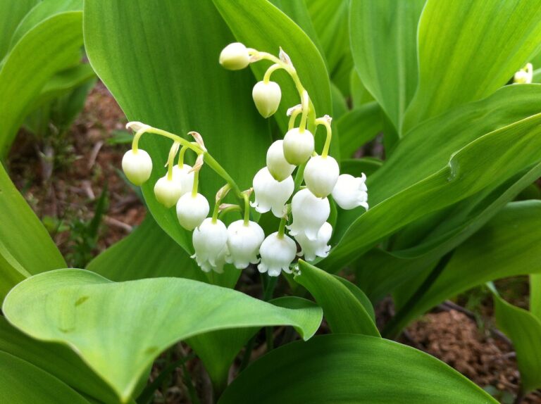 lily-of-the-valley-ga23ea4675_1280