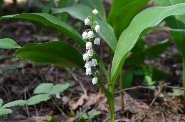 lily-of-the-valley-gb212bb6ac_1280